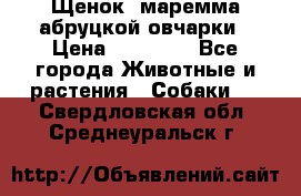 Щенок  маремма абруцкой овчарки › Цена ­ 50 000 - Все города Животные и растения » Собаки   . Свердловская обл.,Среднеуральск г.